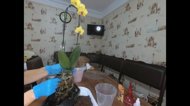 Когда и как поливать Орхидею после покупки? При таком поливе корни не сгниют. смотреть онлайн