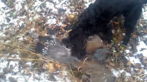 Охота на глухаря осенью 1