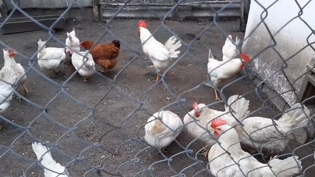 Вспышка каннибализма у кур несушек! смотреть онлайн