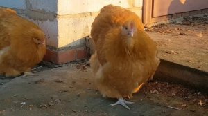 Орпингтон палевый, кохинхин (карликовый) "серебристая куропатка"