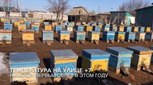 Весенняя выставка пчел