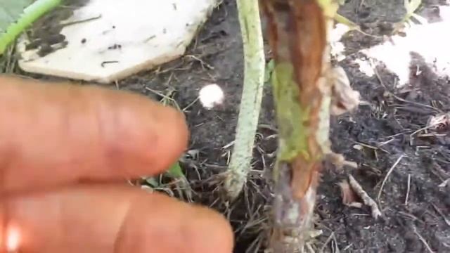 Метод борьбы с галлицей на ремонтантной малине. смотреть онлайн