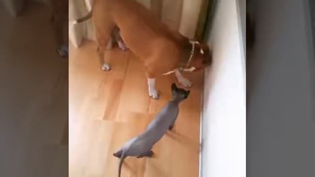 Котопёс. Кто в доме хозяин. Стаффорд vs Лысого смотреть онлайн