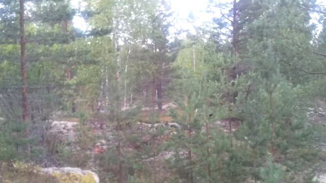 Глухарь в лесу смотреть онлайн