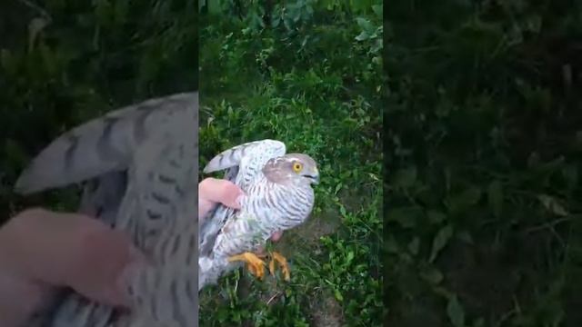 Ошибочная-амнистия смотреть онлайн