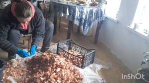 Лук на посадку.???(сорокозубка) Лук на продажу.