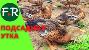 Зачем разводят подсадную утку? Эдуард Миронов. Татарстан.
