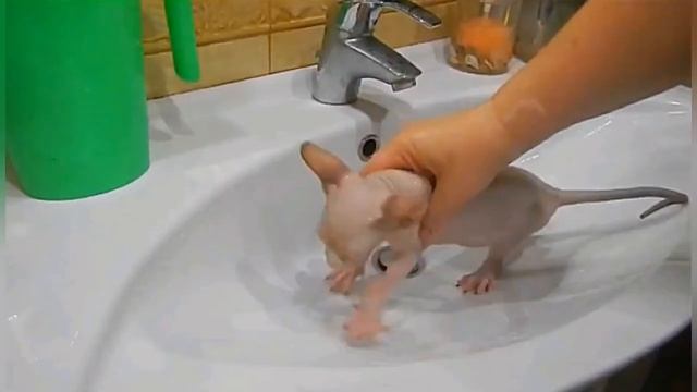 купание сфинкса в тазике теплая вода