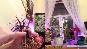 Неожиданный сюрприз от гортензии Шикоку Флеш