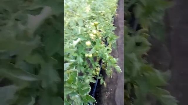 Бактериоз? томатов.