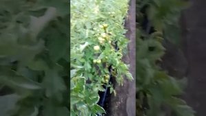 Бактериоз? томатов.