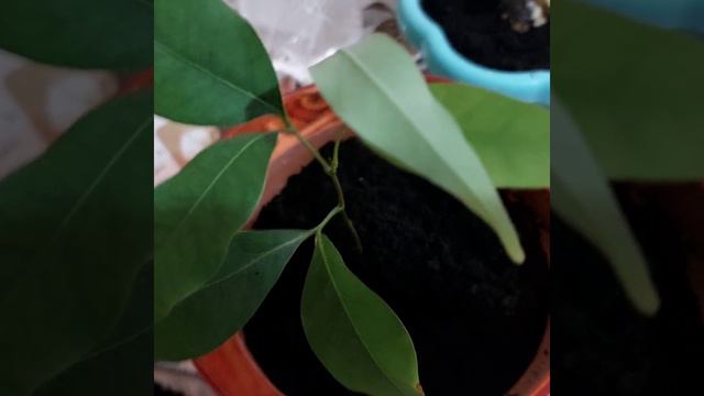 Личи - спустя пол года. Пересадка. смотреть онлайн