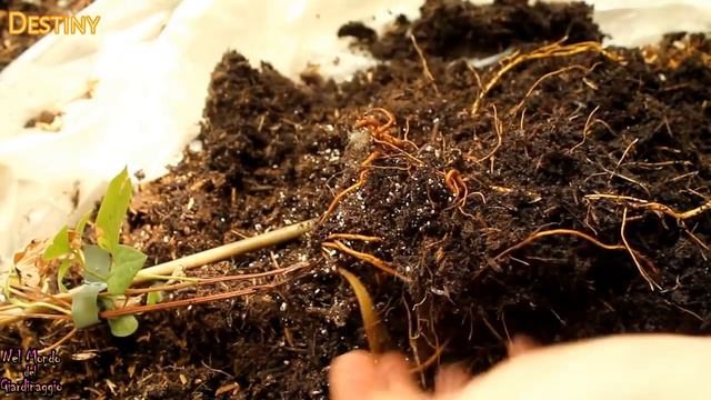 Clematis rinvaso dopo l'acquisto e coltivazione - piante Lidl pollice verde смотреть онлайн