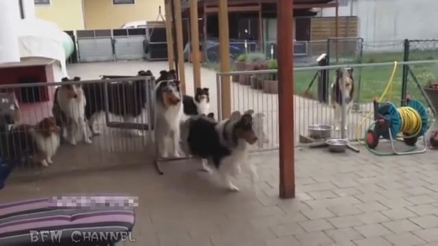 Best Funny Moments №9/Самые смешные моменты смотреть онлайн