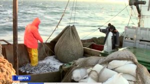 В Черном море началась путина по вылову хамсы