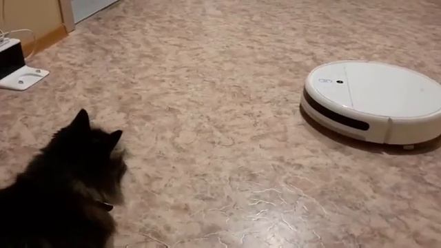 Робот пылесос матерится по русски. Робот пылесос матерится по русски