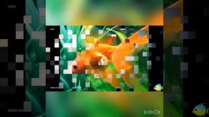 Золотые рыбки...чем кормить?