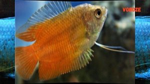 Лялиус в аквариуме. Содержание, размножение, чем кормить и совместимость Colisa lalia.