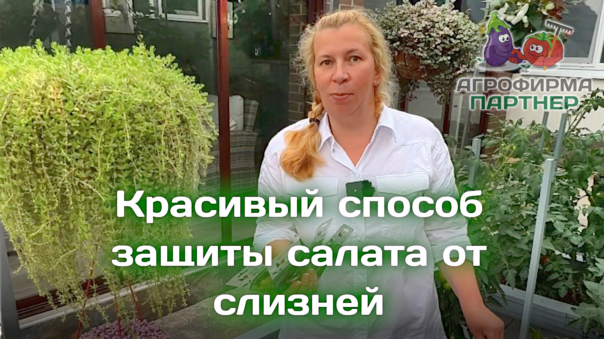 Красивый способ защиты салата от слизней