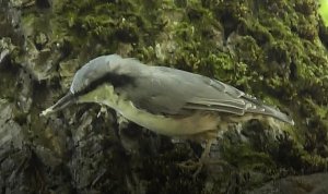 Обыкновенный Поползень, Sitta europaea, Парк 30 лет Октября, Великий Новгород 21.07.2022