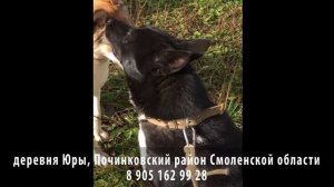 Нашелся! Деревня Юры, Починковский район Смоленской области