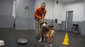 Развитие собаки. Как научить собаку команде "Обойди"