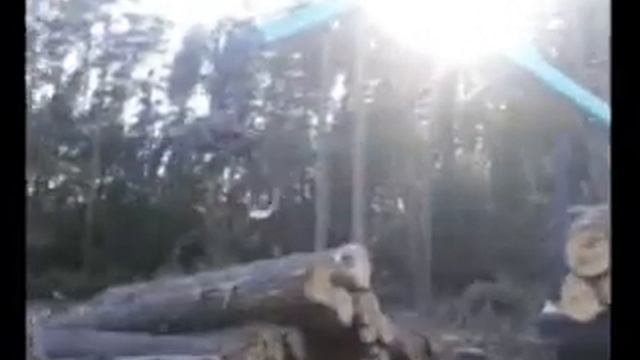 Видео пиловочника смотреть онлайн