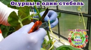 Формировка огурцов в теплице в один стебель