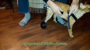 Коляска тренажер Animal Mobile для кошек