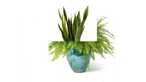 Hortology - A Better Way To Buy Houseplants