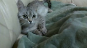Кошки приколы с животными, супер глаза