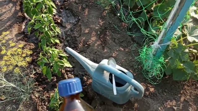 Подкормка перца нашатырным спиртом