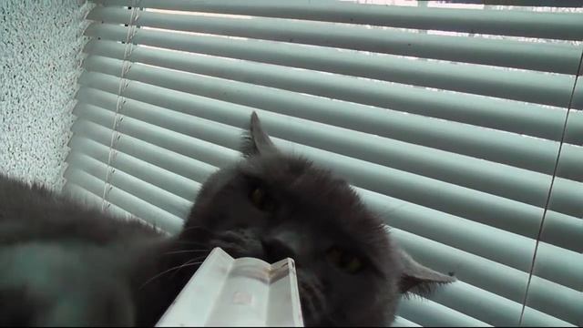Злой Кот