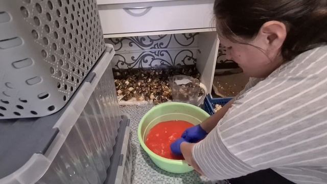 Целая куча Тюльпанов после выгонки за копейки. Луковицы Тюльпанов, что с ними делать?
