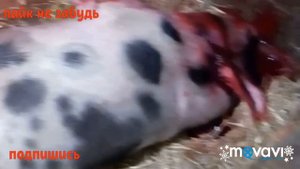 Как мы забиваем поросят.