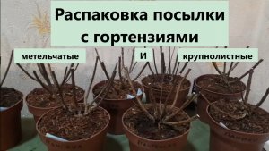 Гортензии серии пан и не только! Получила саженцы гортензий!