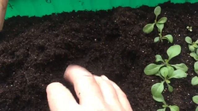 Самый простой способ выращивания петунии из семян. Вегетативные растения.