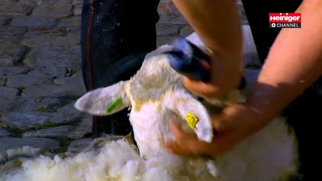 Heiniger Xpert sheep shearing machine