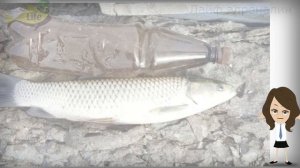 Как на что и где ловить белый амур в ноябре? Секреты ловли белого амура в ноябре?