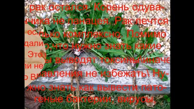 травники о корне одуванчика при лечении рака и инсульта на 90% смотреть онлайн