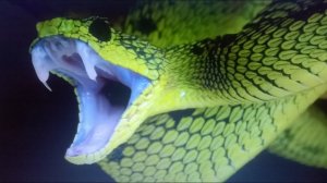 Как можно избавиться от змей на дачном участке.