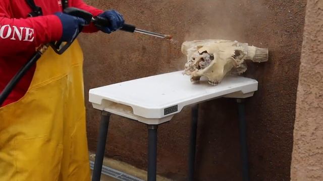 SKULL CLEANING A GIANT BISON "HOW TO" смотреть онлайн