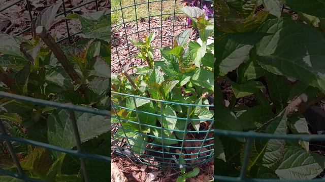 подкормка гортензий для лучшей бутонизации смотреть онлайн