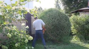 СТРИЖКА ТУИ ГЛОБОЗА  | ТОПИАР ШАР | THUJA GLOBOSA | Стрижка туи Минск | @user-qs3ui4et9d  Беларусь