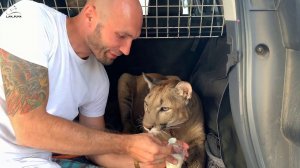 Бигмак, картошка и креветки для котика. Обед в Макдональдс с пумой Месси