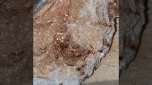 Золотая жила в камне, видимое золото.