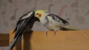 Корелла, кто мальчик а кто девочка?