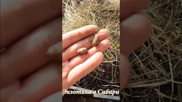 Орех чуфа, мендальный орех, земляной орех.#чуфа#землянойорех