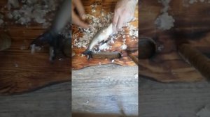 "эвенкийский" нож. Чистка рыбы.