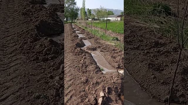 1- ый полив саженцев.